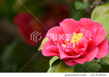 紫萼花,一種花瓣呈波浪狀的紅色山茶花 紫萼花,一種花瓣呈波浪狀的紅色山茶花 135319434