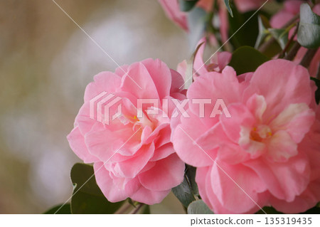 Pale pink camellia Miura Otome Pale pink camellia Miura Otome 135319435
