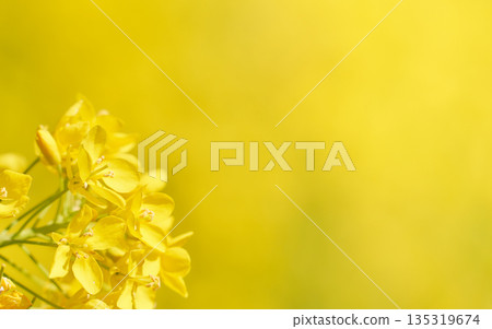 芥菜花(油菜籽)特寫,背景為黃色 芥菜花(油菜籽)特寫,背景為黃色 135319674