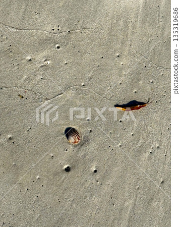 Seashell On Wet Sandy Beach Surface 135319686