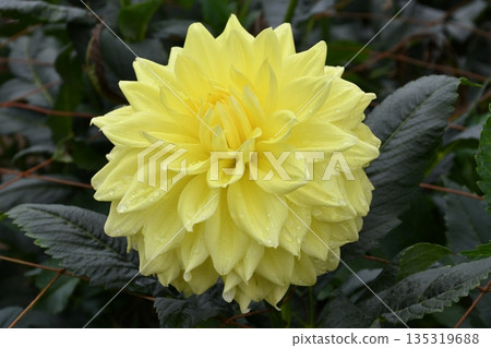 Large yellow dahlia flower Large yellow dahlia flower 135319688