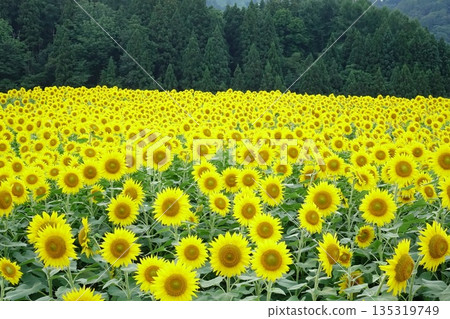Summer sunflower field and deep green forest scenery Summer sunflower field and deep green forest scenery 135319749