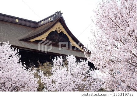 Japanese temples and spring scenery surrounded by cherry blossoms Japanese temples and spring scenery surrounded by cherry blossoms 135319752