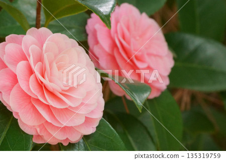 Pale pink camellias blooming in a row - Otome Camellia Pale pink camellias blooming in a row - Otome Camellia 135319759