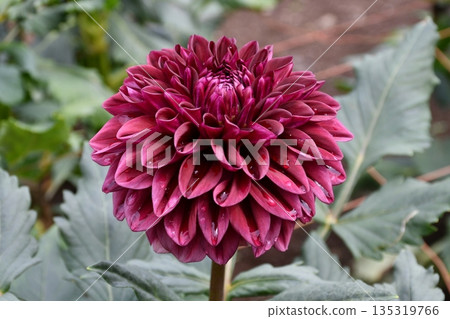 酒紅色圓形大麗花花瓣 酒紅色圓形大麗花花瓣 135319766