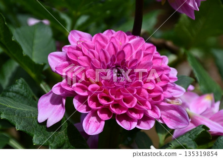 Pink dahlia flowers in a garden Pink dahlia flowers in a garden 135319854