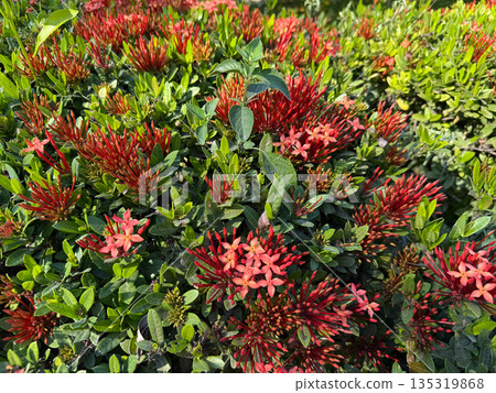 Red Tropical Ixora Flowers In Green Foliage Red Tropical Ixora Flowers In Green Foliage 135319868