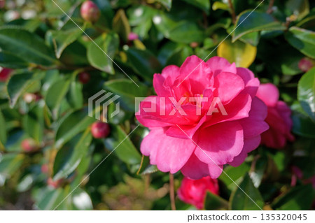 冬季紅花:茶梅 冬季紅花:茶梅 135320045