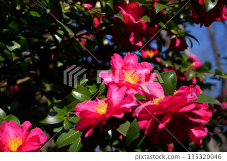 冬季盛開的紅色花朵:山茶花 冬季盛開的紅色花朵:山茶花 135320046