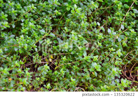 爬行時間 135320622