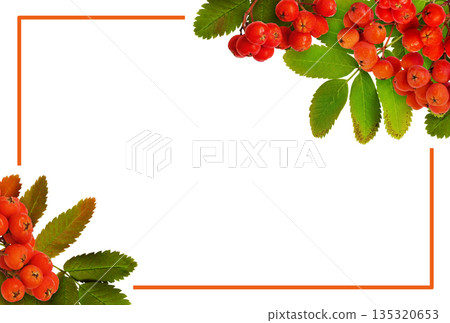 Green and yellow leaves of rowanberry tree with berries in a corner arrangements with orange frame isolated on white 135320653