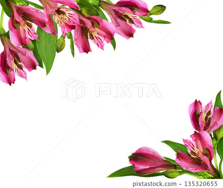 Pink alstroemeria flowers and buds in a corner arrangements isolated on white Pink alstroemeria flowers and buds in a corner arrangements isolated on white 135320655