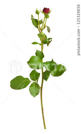 Red fresh rose buds with green leaves isolated on white background Red fresh rose buds with green leaves isolated on white background 135320656