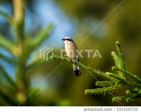 Male Red-backed Shrike or Lanius collurio perched on spruce branch in sunny summer light. Red-backed Shrike is carnivorous songbird with nickname Butcher bird. 135320710