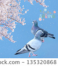 盛開的櫻花和鴿子 135320868
