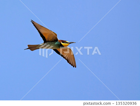 European bee-eater (Merops apiaster), Greece 135320936