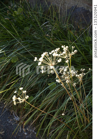 Black chive seeds in the winter sunset Black chive seeds in the winter sunset 135320941