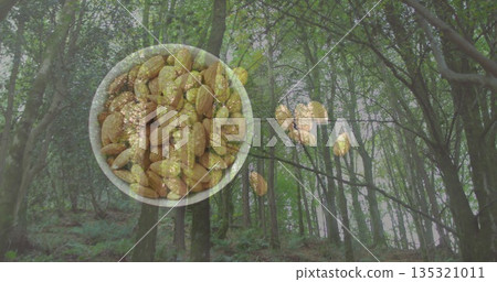 Floating transparent bowl holding raw almonds in deciduous forest, with drifting shelled almonds 135321011