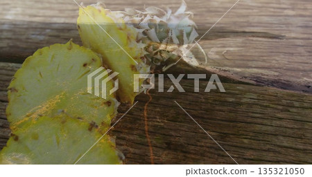 Displaying sliced pineapple and leafy crown lying on rustic wooden deck with sunlit reflections Displaying sliced pineapple and leafy crown lying on rustic wooden deck with sunlit reflections 135321050