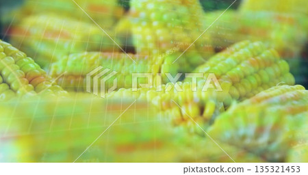 Presenting yellow-green corn cobs appearing in virtual interface, with grid overlay, floating data Presenting yellow-green corn cobs appearing in virtual interface, with grid overlay, floating data 135321453