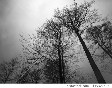 dead tree in the fog 135321496