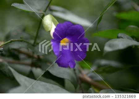 Tsunberugia Tsunberugia 135321669