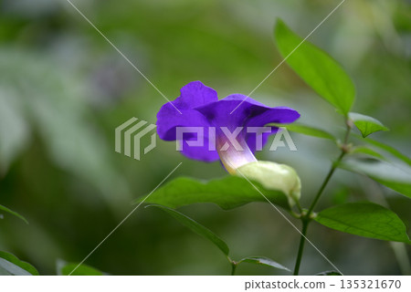 Tsunberugia Tsunberugia 135321670