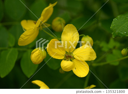 Mokusen'na Mokusen'na 135321800