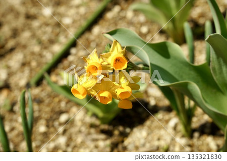 Yellow flowers of daffodils blooming in a field in early spring Yellow flowers of daffodils blooming in a field in early spring 135321830