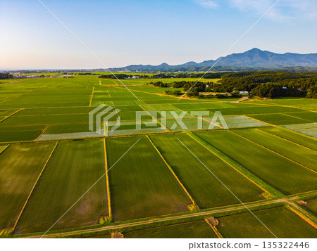 Aerial view of rice paddies and rural scenery at dusk: shining sunset and fresh green rice (drone shot) 135322446