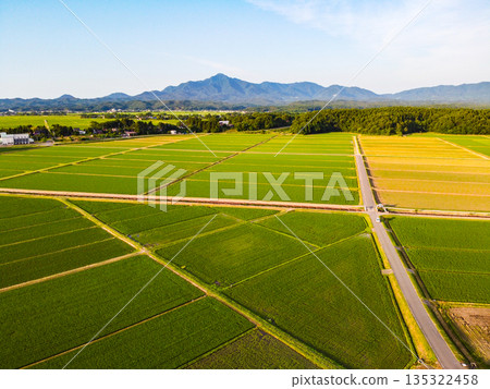 Aerial view of rice paddies and rural scenery at dusk: shining sunset and fresh green rice (drone shot) 135322458