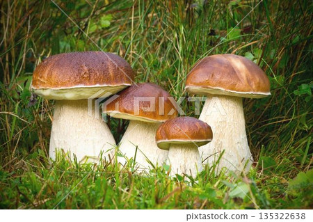 White mushroom boletus. Porcini mushrooms in the spruce forest 135322638