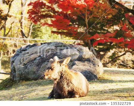 Deer and autumn leaves in Nara Park, Nara Prefecture, November 135322729