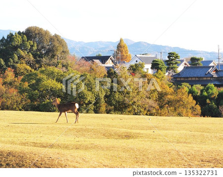 Deer of Tobihino, Nara Prefecture, November Deer of Tobihino, Nara Prefecture, November 135322731