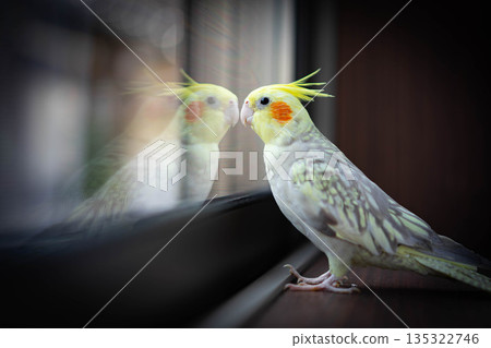 窗邊站著一隻玄鳳鸚鵡 135322746