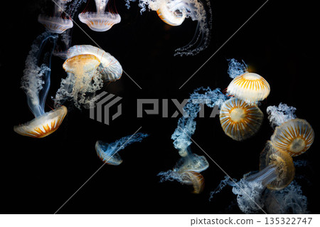 水母在黑暗中游動 135322747