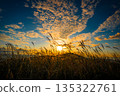 日落和大量的銀草 135322761