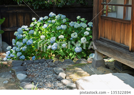 繡球花和日本的房子 135322894