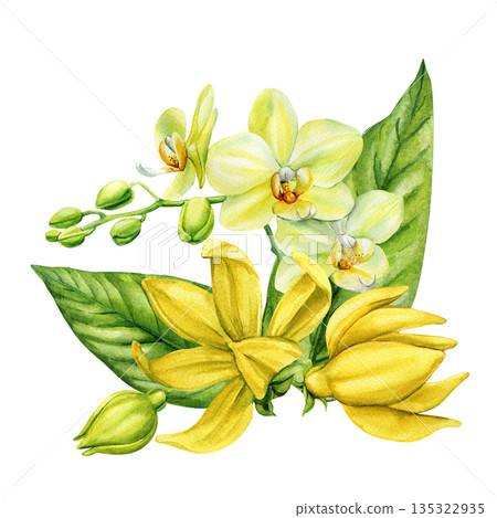 Yellow orchid with ylang ylang watercolor tropical floral composition with buds and green leaves isolated on white Yellow orchid with ylang ylang watercolor tropical floral composition with buds and green leaves isolated on white 135322935
