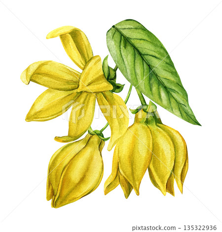 Ylang ylang flower watercolor yellow blossom with two buds and green leaf tropical botanical element isolated on white 135322936