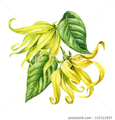 Ylang ylang flowers watercolor yellow tropical blossoms with green leaves isolated on white background Ylang ylang flowers watercolor yellow tropical blossoms with green leaves isolated on white background 135322937