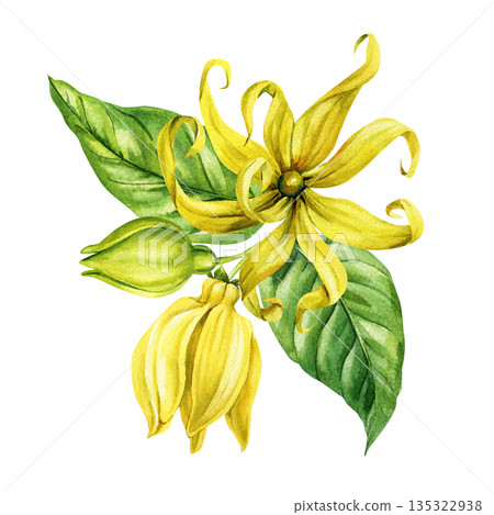 Ylang ylang flower watercolor yellow tropical blossom with buds and green leaf isolated on white background Ylang ylang flower watercolor yellow tropical blossom with buds and green leaf isolated on white background 135322938