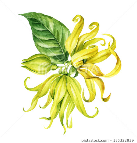 Ylang ylang flowers watercolor tropical yellow blooms with bud and green leaf botanical element isolated on white Ylang ylang flowers watercolor tropical yellow blooms with bud and green leaf botanical element isolated on white 135322939