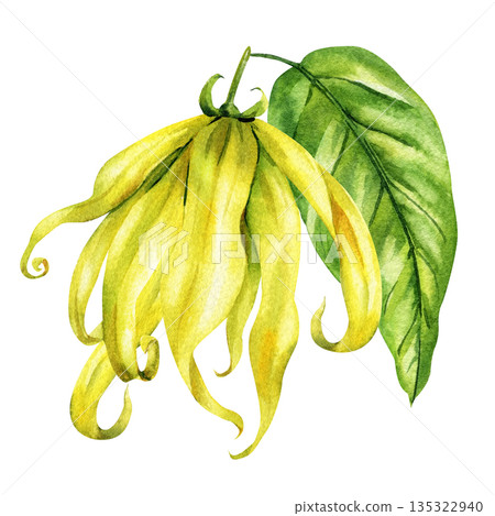 Ylang ylang flower watercolor drooping yellow blossom with green leaf isolated on white background 135322940