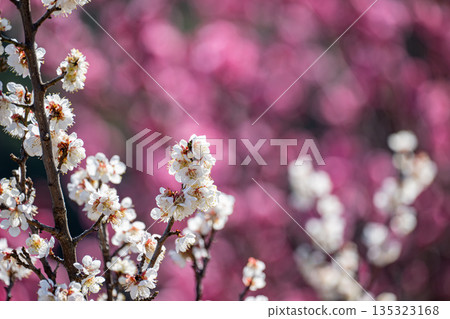特寫鏡頭:白色梅花在紅色梅花的襯托下顯得格外醒目。 特寫鏡頭:白色梅花在紅色梅花的襯托下顯得格外醒目。 135323168