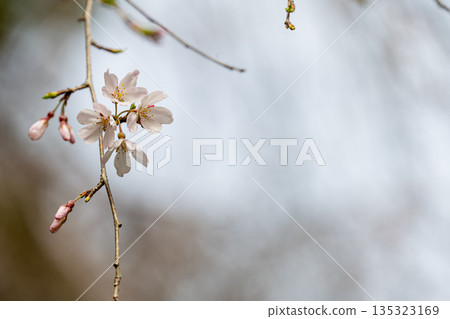 沐浴在春光中的垂枝櫻花 沐浴在春光中的垂枝櫻花 135323169