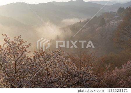 晨曦照耀下，吉野山的櫻花盛開 135323171