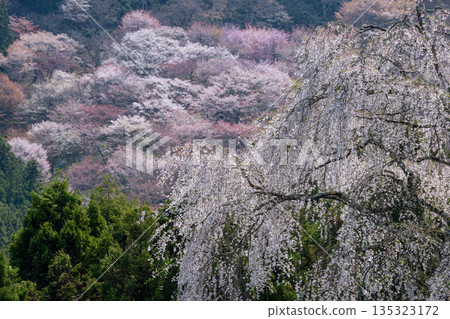 吉野山的垂枝櫻花 135323172