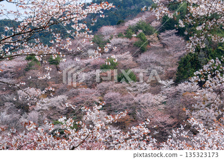吉野山櫻花盛開 吉野山櫻花盛開 135323173