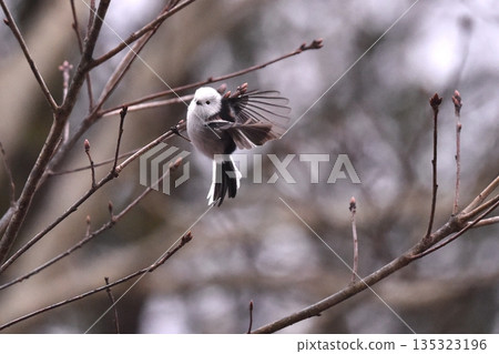 A gorgeously dancing long-tailed tit in the New Year A gorgeously dancing long-tailed tit in the New Year 135323196